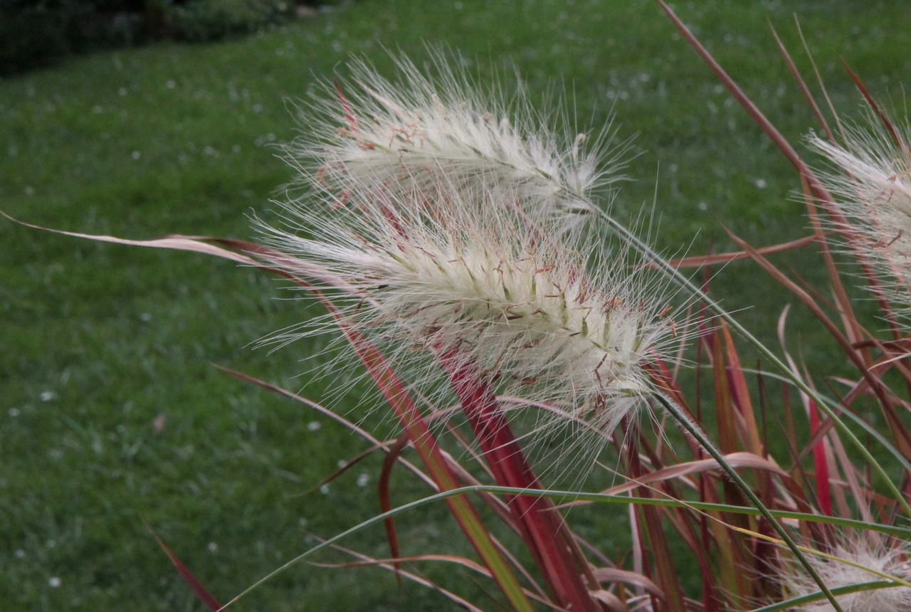 The Role of Perennials in Eco-Friendly Gardening